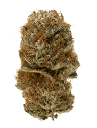 31/1 Amici AS Atomic Sour Grapefruit